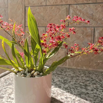 clcey文心兰水培带花苞香水味梦香兰花苗浓香花卉水培植物办公室 红色