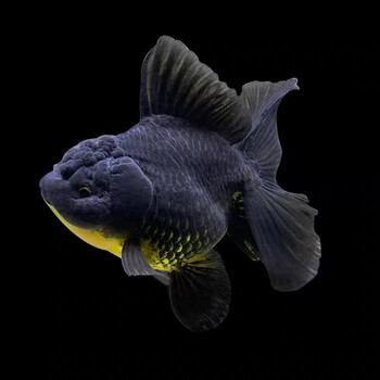 精品泰狮金鱼淡水冷水观赏鱼活体百褶裙黑泰狮红泰狮宠物金鱼国粹