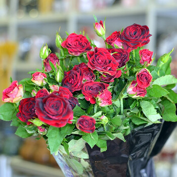 花妍巧语 多头紫罗兰玫瑰 10支/1扎 多头紫罗兰