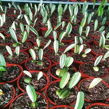 长春油匠技师大桥圆头短叶君子兰小苗绿植盆栽佛手小雨点胜利不含盆