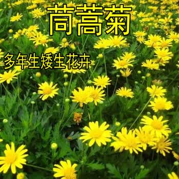 茼蒿菊种子黄金菊花种籽春播木茼蒿四季开花室外花草易种易活花海菜友茼蒿菊种子1000粒 图片价格品牌报价 京东