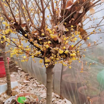 耐寒臘梅花樹苗叢生大型棒棒糖素心臘梅樹庭院別墅花園濃香型植物帶土