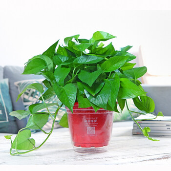 绿航绿萝长藤绿航绿萝吸除甲醛盆栽自动吸水室内小植物办公室绿植西安