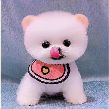 萌星犬博美犬活体宠物狗活体狗狗活体小狗幼犬活体茶杯