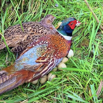 广西七彩山鸡活体包活到家正宗农家散养生态山鸡成年活苗 七彩成年