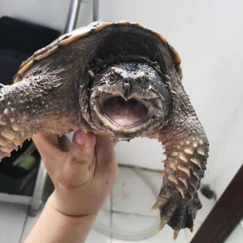 鳄鱼龟北美大小鳄龟鳖苗杂佛水龟外塘奔新农1415斤大鳄龟