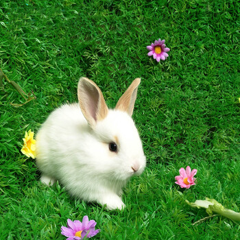 朗缤 兔子活体宠物兔活体公主兔小白荷兰侏儒 垂耳折耳猫猫兔活物 黄耳公主兔1只