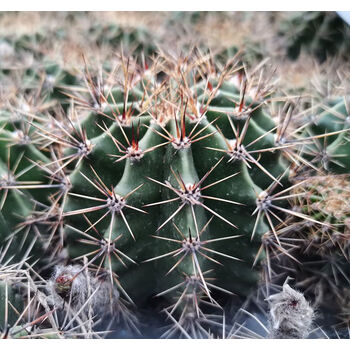 物鲜仙子凝翔浅可食用仙人球   白花草球 仙人球 实生 药用草球 仙人