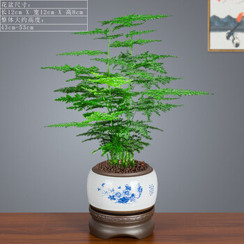 文静花坊文竹盆景植物室内花卉桌面懒人自动吸水盆栽观叶造型绿植好养易活 一次加水抵5天 文竹 青花1010 紫砂圆形小吸带盆栽好 图片价格品牌报价 京东