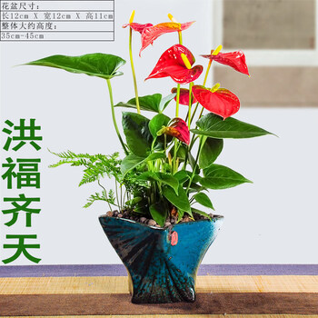 花姬红掌盆栽植物常年开花室内花卉观花鸿运当头一帆风顺盆景红掌 翡翠564 带盆栽好 图片价格品牌报价 京东