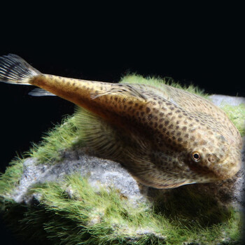 萌小星清道夫活体清洁鱼栖异形琵琶鳅双吸盘贵州爬岩鳅小提琴鱼工具鱼