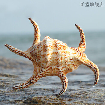 万宝螺天然超大贝壳海螺四大名螺礼品鱼缸造景水族装饰 六角螺12-15