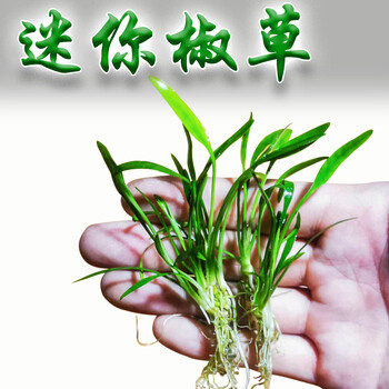 阿可喏斯泰国迷你椒草原生缸活体淡水植物造景懒人阴性水草前景草水下养殖迷你椒草6颗 图片价格品牌报价 京东