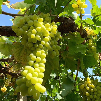 贝娇芬 顺丰 新疆葡萄新鲜吐鲁番无核白葡萄小珍珠无籽青提新鲜孕妇