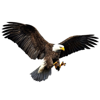 个性创意汽车车身贴纸3d创意个性大号老鹰汽车贴纸划痕遮挡车身贴车门