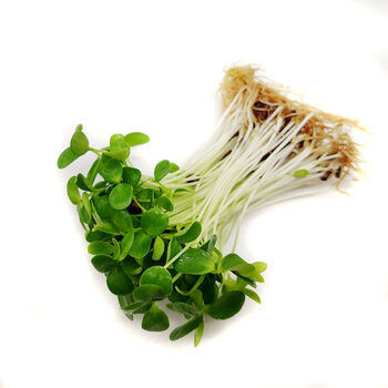 新鲜香椿苗 新鲜芽苗菜 蔬菜200g 可食用苗芽菜 西餐摆盘装饰 200g