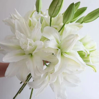 花珊珊【顺丰冷链】a级白色重瓣百合鲜花花卉水养花真花云南基地直发