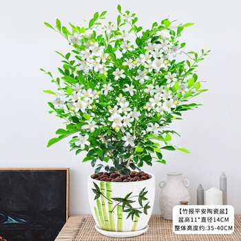 步恋 九里香绿植盆栽花卉树苗植物盆景老桩树桩室内驱蚊草带花浓香 九里香【竹报平安陶瓷盆】 【当年开花】
