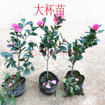 茶梅花苗树苗茶梅球茶花盆栽盆景冬山茶花苗茶梅庭院拆迁苗占地苗耐冻苗北方植物耐寒耐冻耐寒植物茶梅40到50厘米3颗 图片价格品牌报价 京东