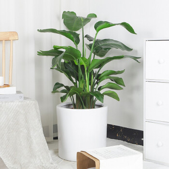 大型绿植价格走势和品类分析