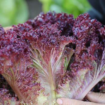 寿禾紫色生菜种子红叶阳台水培蔬菜籽种孑生吃四季寿禾