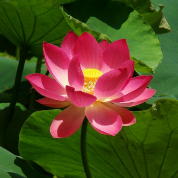 荷花莲花种子水果味磨盘莲高产莲子花多池塘泥田产藕 红色红花种子 10