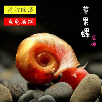 卡奇鱼 淡水除藻观赏螺 蜗牛活体 吃褐藻 黑毛清缸吃垃圾清洁鱼缸工具螺 苹果螺15只（0.5-1cm）