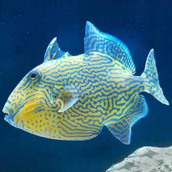 蓝纹炮弹10-12cm【图片 价格 品牌 报价】-京东