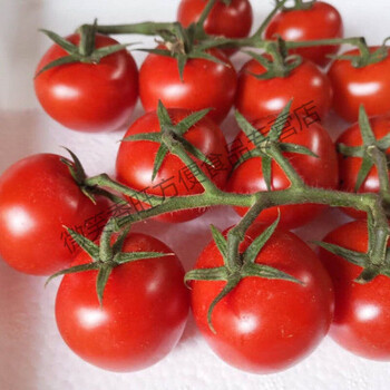 八方美新鲜串红小番茄圣女果小柿子水果现摘现发2斤装串红