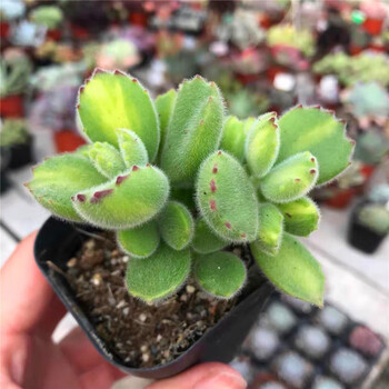 熊童子多肉植物群生老桩超萌肉肉植物室内奇趣盆栽 黄熊8-12片叶【原