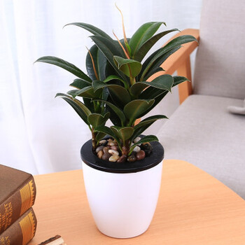 羞花闭月黑金刚植物室内客厅绿植花卉盆栽吸甲醛观叶绿色植物橡胶树 3