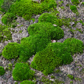 鲜活苔藓微景观盆景盆栽水陆缸造景青苔植物白发藓假山草diy材料t07