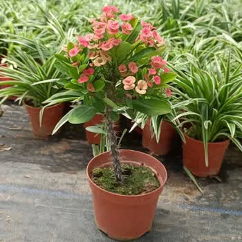 虎刺梅花卉盆栽植物室内客厅办公室阳台铁海棠花y 1盆粉色棒棒糖造型