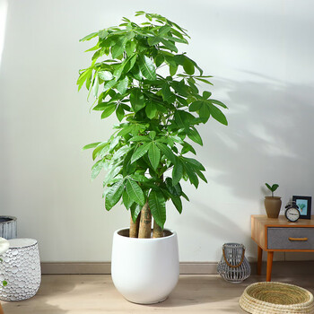 红豆(hodo)步步高发财树大型植物开业乔迁新房植物盆栽盆景办公室内