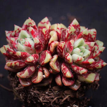 糖心血滴子雪燕多肉植物稀有窗阳台办公室桌面美观趣味小盆栽花卉