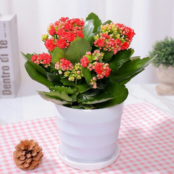 长寿花盆栽重瓣花室内花卉绿植大花巴黎的植物d7红色白螺纹盆不含盆