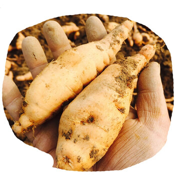 新鲜生地黄 1500克 鲜地黄 生地黄根种子 怀地黄赛卡伊 3斤