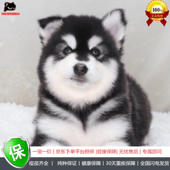 冠聪 纯种巨型阿拉斯加犬活体宠物阿拉斯加 雪橇犬烟灰色桃脸巨大型宠物狗狗 阿拉幼崽 熊版雪橇狗活物犬宠物a级公 图片价格品牌报价 京东