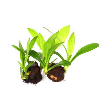 水草活体活物真草青旦红旦红蛋懒人淡水阴性好养皇冠类水草运输包活