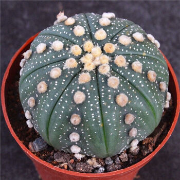 稀有开花金星兜锦多肉植物盆栽西瓜球肉肉仙人球鸾凤玉超兜布纹球花卉