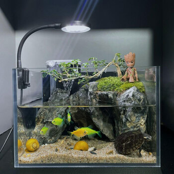 创意造景鱼缸青龙石六月雪苔藓微景观成品玻璃生态缸组合套装室内办公