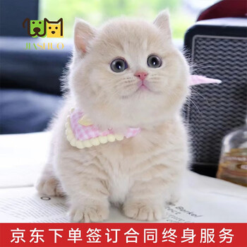 佳朔 金渐层活体宠物猫咪幼猫纯种英短全程辅助养猫签订合同双重保障 英短乳色【宠物级】