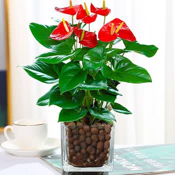 白掌盆栽一帆风顺水培植物办公室内花卉好水养的绿植红掌四季开花润景