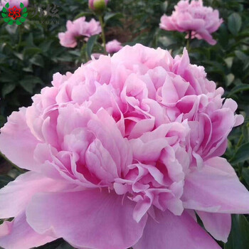 苏炫香水百合花种球四季开花好养易活盆栽花卉室内室外绿植物种子朱顶红郁金香风信子水仙花风铃花芍药花球根芍药大根块1个加仑盆土套装 图片价格品牌报价 京东
