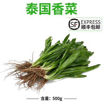 顺丰速运新鲜刺芫荽大香菜刺芹洋鹅芥假芫茜元西缅芜荽泰国越南香菜