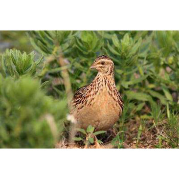 鹌鹑活苗下蛋繁殖鹌鹑活物黄羽沙维散养鹌鹑活体阳台养宠物 2只母