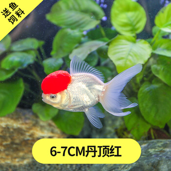 冷水鱼丹顶红狮子头金鱼活体鹤顶红狮头观赏鱼鸿运当头风水鱼6 7cm精品丹顶红5条小鱼 图片价格品牌报价 京东