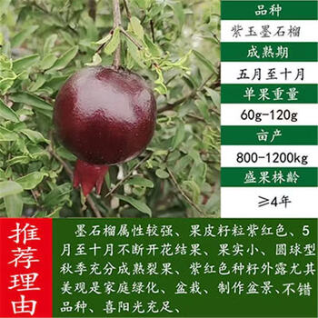 紫玉石榴【味酸】 三年苗【一颗装】带护根盆带土带叶