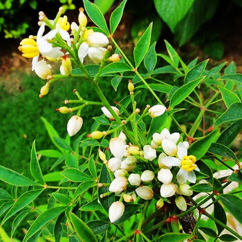 南天竹耐热耐寒可以水培日本火焰南天竺红竹日本火焰南天竹水培室内盆栽南天竺红天竹红叶竹北美迷你蓝花耳草 南天竹耐热耐寒可以水培日本火焰南天竺红竹日本火焰南天竹水培室内盆栽南天竺红天竹红叶竹北美迷你蓝花耳草