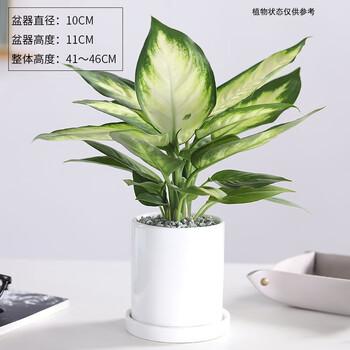 粉黛万年青花叶万年青银皇后盆栽花卉室内净化空气吸桌面甲醛植物粉黛万年青 A110 冰山白瓷花盆带底托 图片价格品牌报价 京东